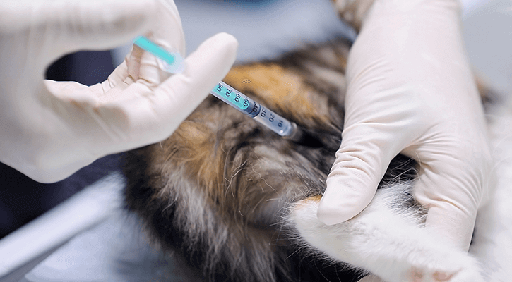 Pet Vaccinations in Utica MI