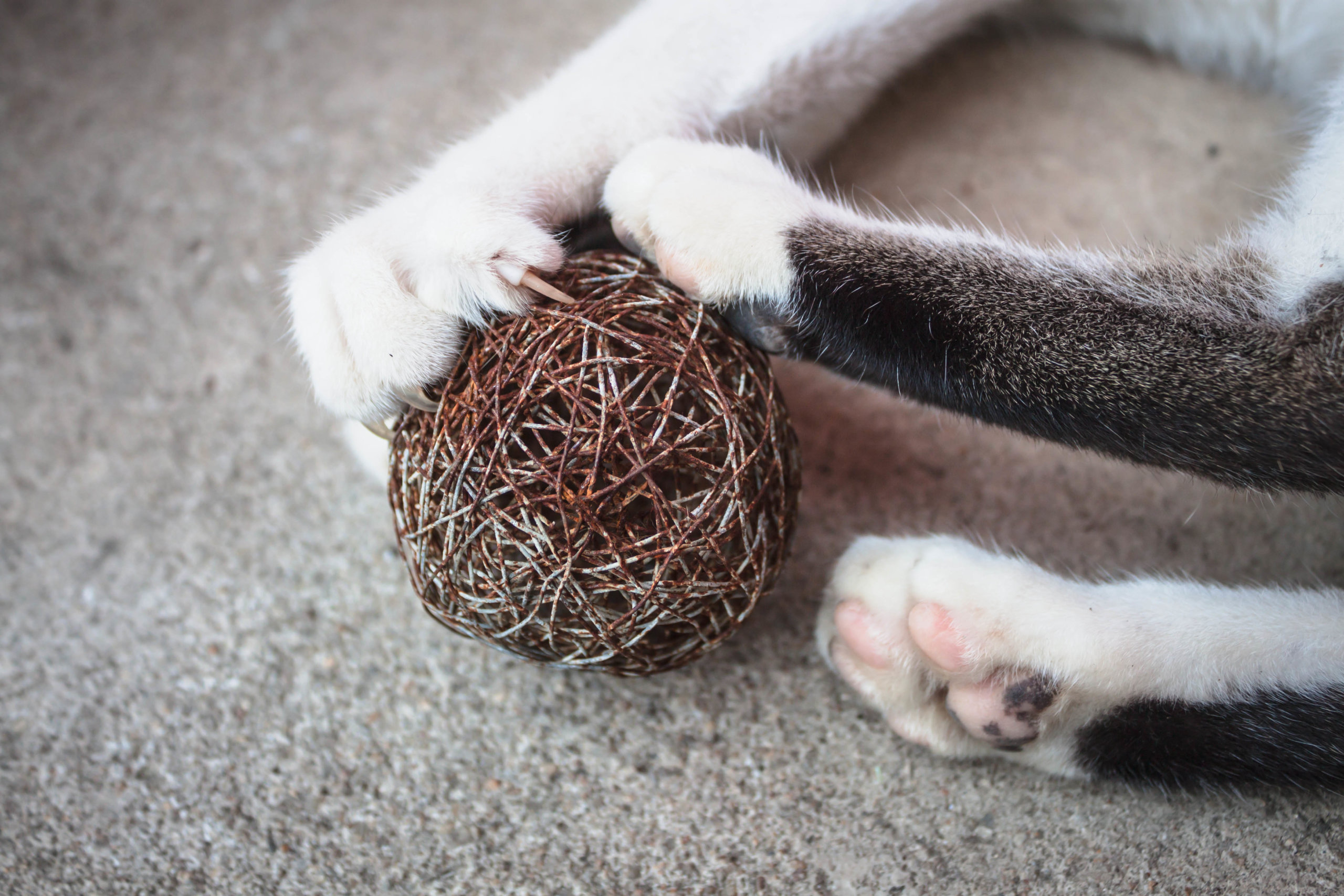 alternatives to cat declawing